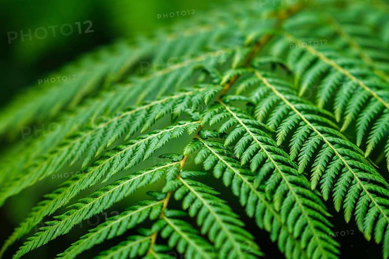 Close up view Sphaeropteris cooperi or Cyathea cooperi lacy tree fern