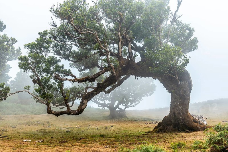 Fanal forest with fog in Madeira