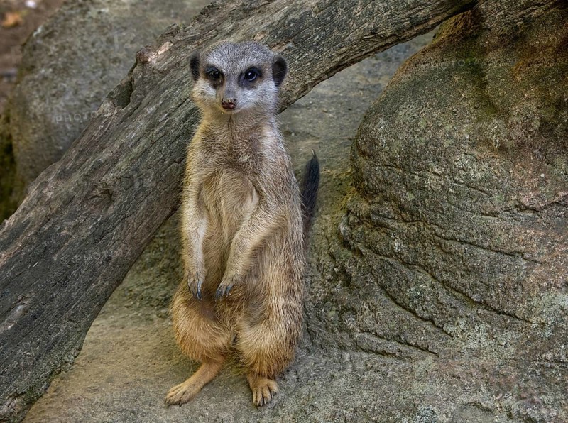 Cute meerkats
