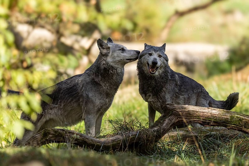 Timberwolf