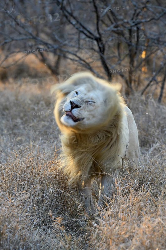 White lion