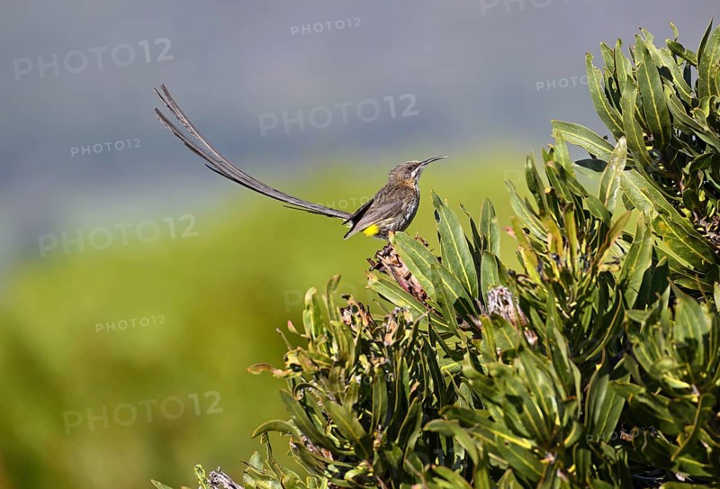 Cape Honeybird