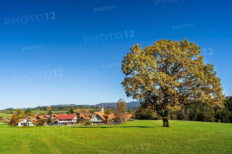 The village of Maierhoefen in the Allgaeu and a free-standing oak tree in a meadow in autumn. Forest in the background. Maierhoefen