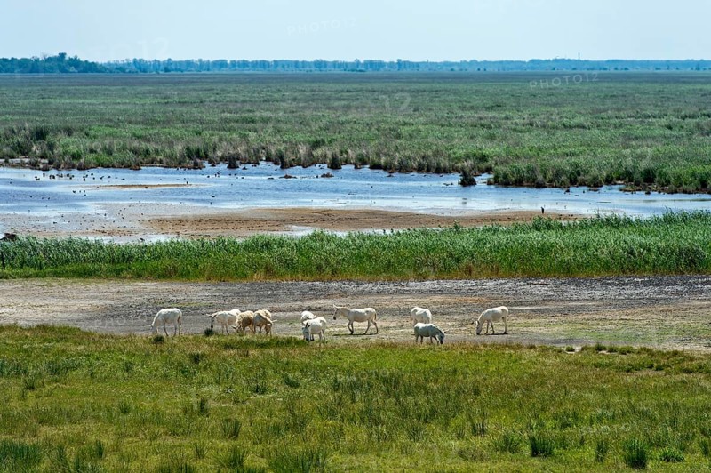 Herd of Austro-Hungarian White Baroque Asses