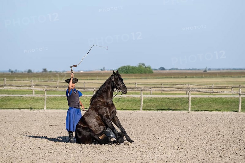Horse