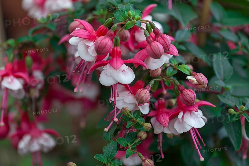 Fuchsias