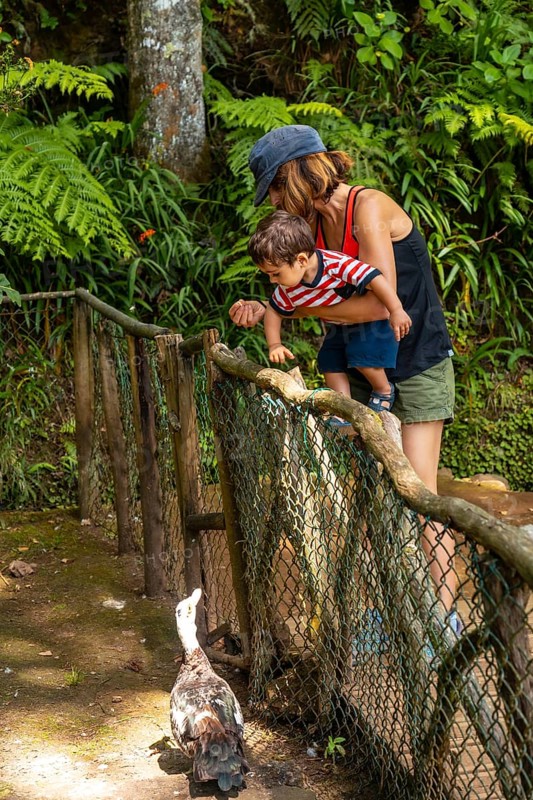 A mother with her child feeding at the start of the Levada do Caldeirao Verde