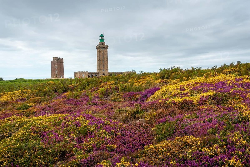Purple and yellow flowers in summer in Phare Du Cap Frehel