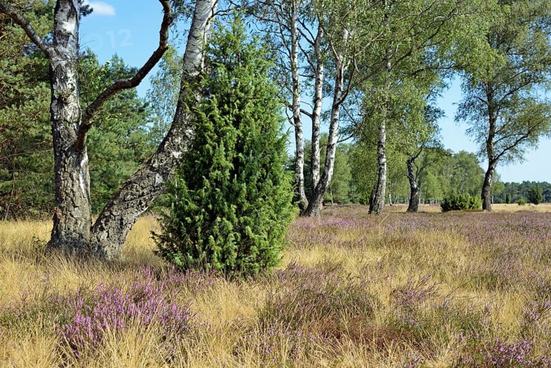Heathland