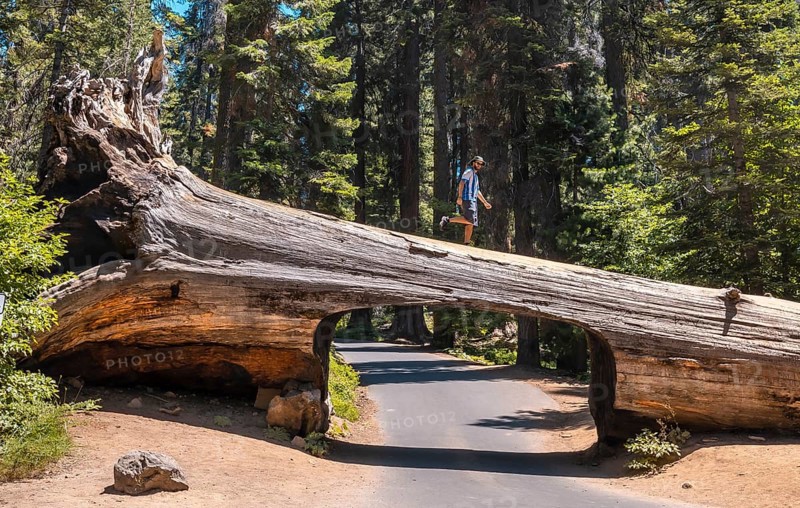 A man in Sequoia National Park
