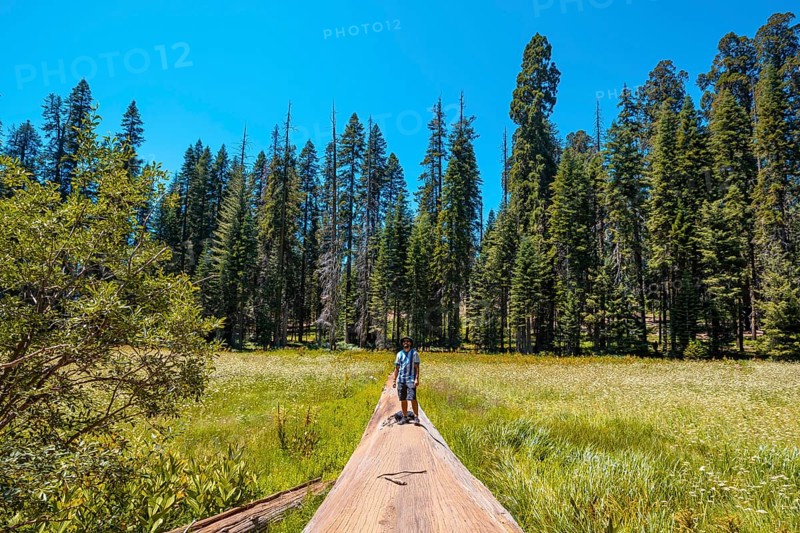 A young man sitting in a fallen tree where you can see A green field with many sequoias in the background in Sequoia National Park