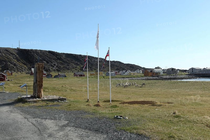 Reindeer in the tundra in front of the abandoned fishing village of Hamningberg on the Barents Sea with Norwegian flags and a memorial stone to the navigator Colin Archer
