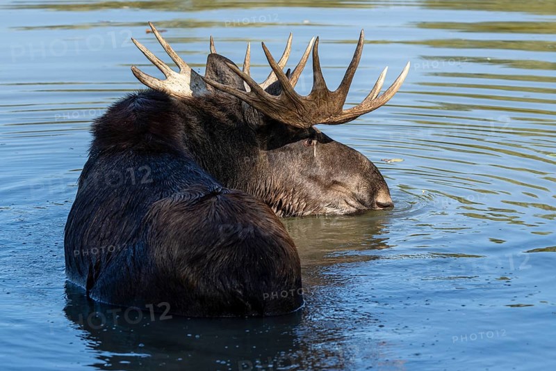 European elk
