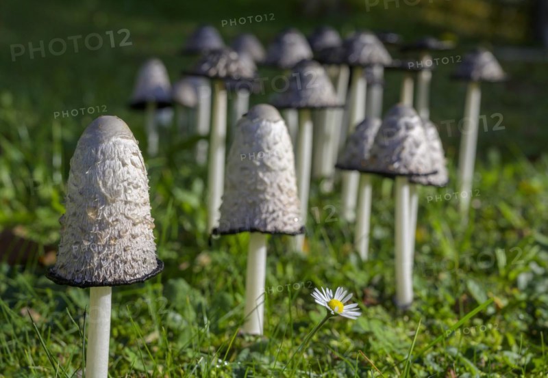 Inky caps