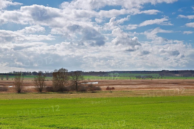 Reed stand on the Trebel River