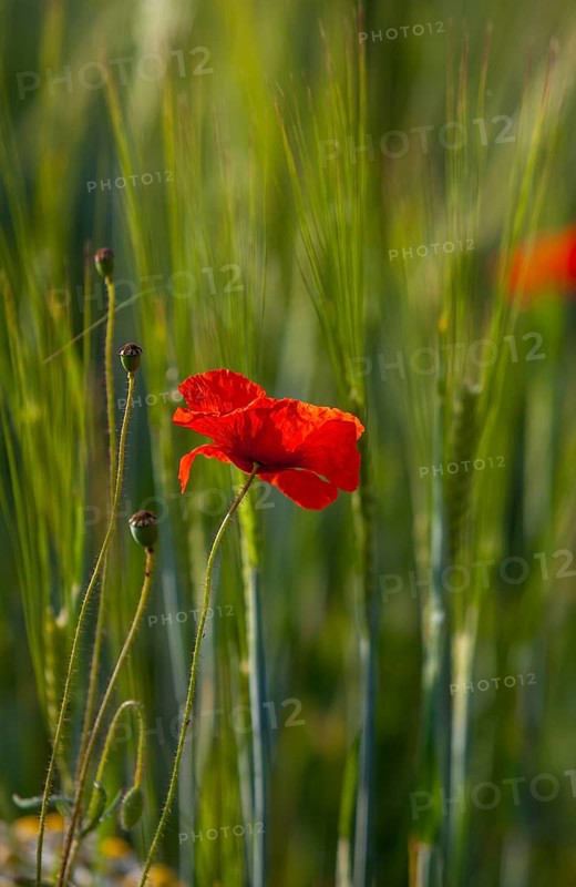 Poppy flowers