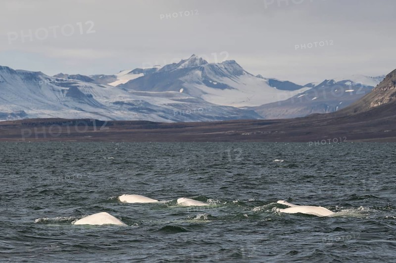 Group of belugas