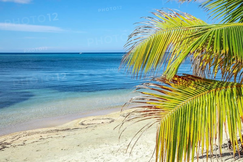 A palm tree on the beach of West End on Roatan Island. Honduras
