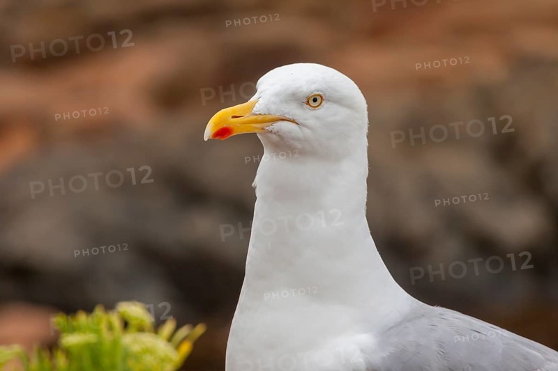 European herring gull