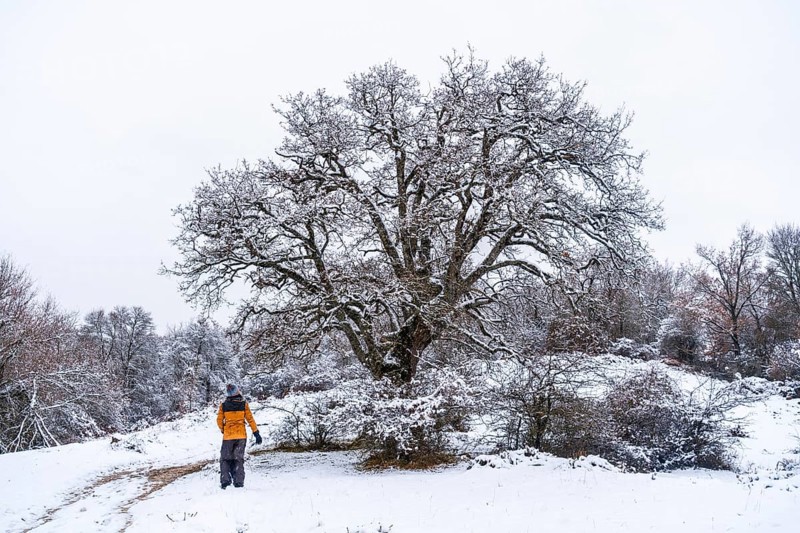 Young girl in a yellow jacket walking through the snow next to a tree. Snow in the town of Opakua near Vitoria in Araba