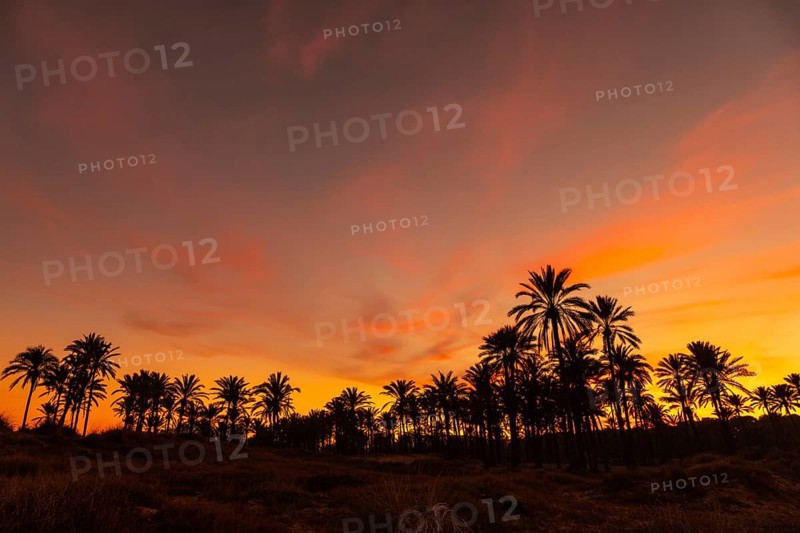 Silhouette of palm trees reflected in an orange sunset on a beach by the sea in the town of Torrevieja