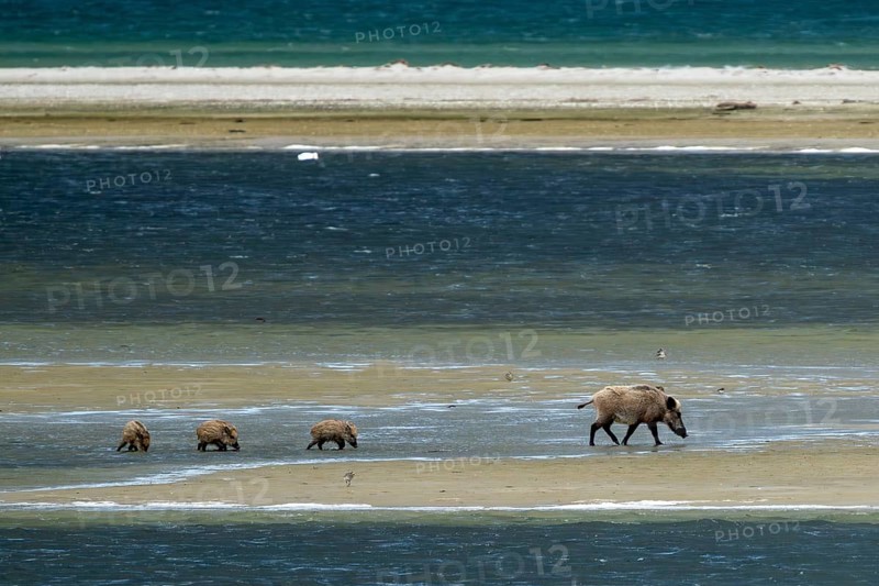 Wild boar