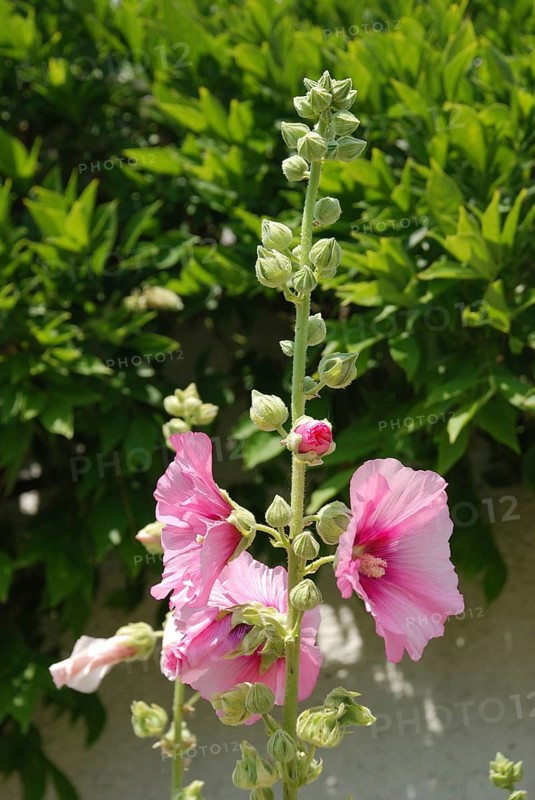 Garden hollyhock lcea Althea rosea
