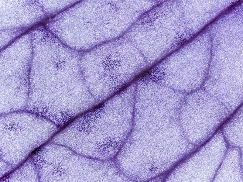 Petal of an orchid