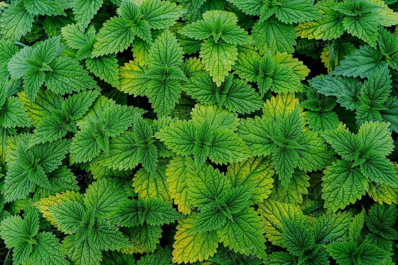 Stinging nettle