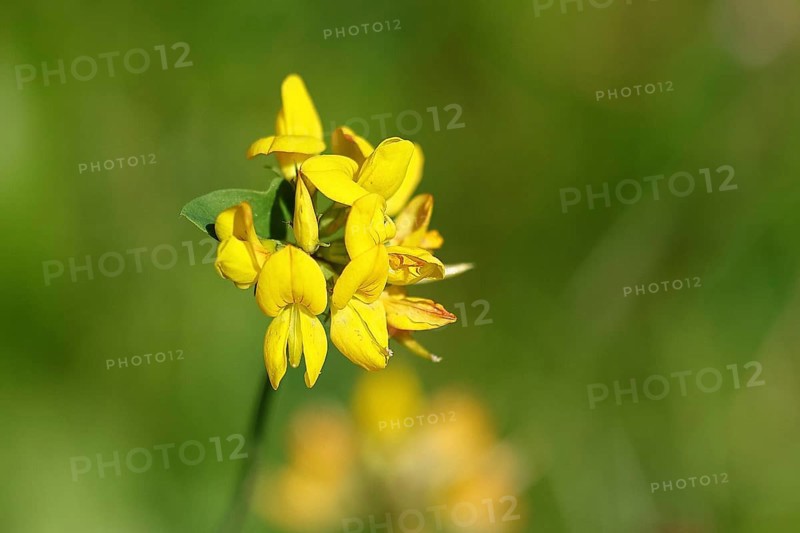 Bird's-foot trefoil