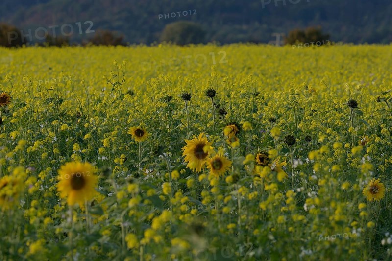 Field mustard