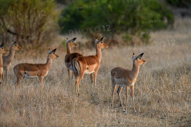 Black heeled antelopes