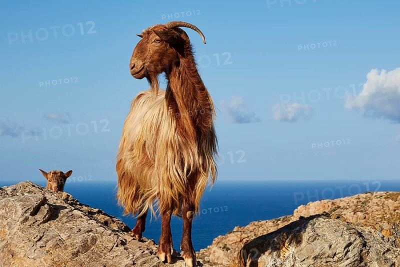 Goat and head of a goatling