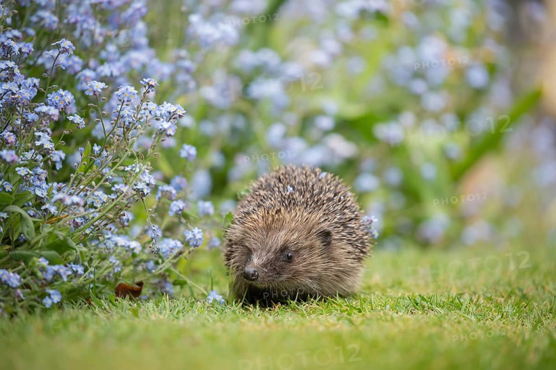European hedgehog