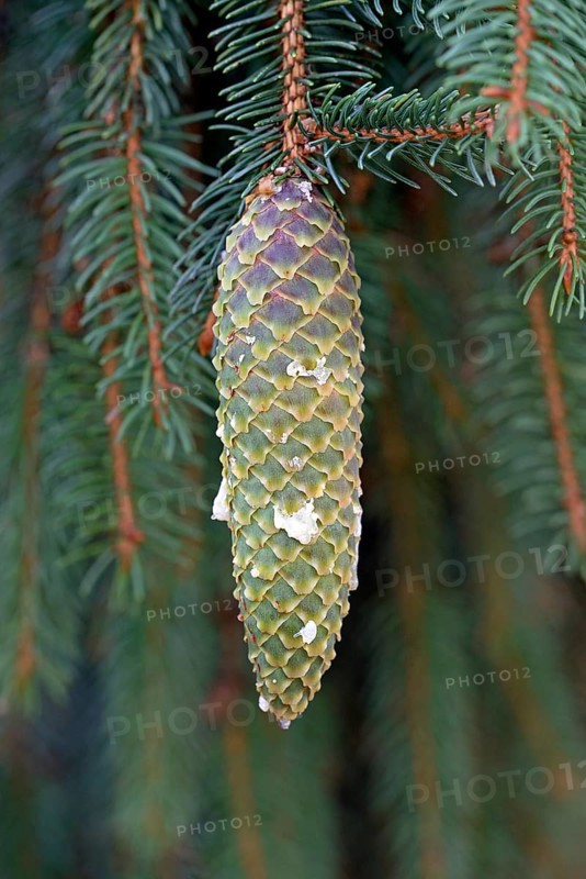 Spruce
