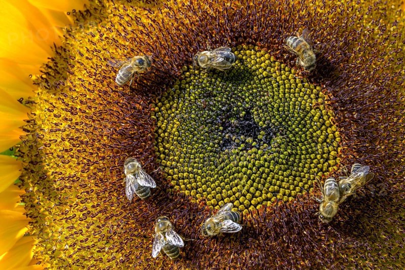 Sunflower with bees in the garden of the former spa
