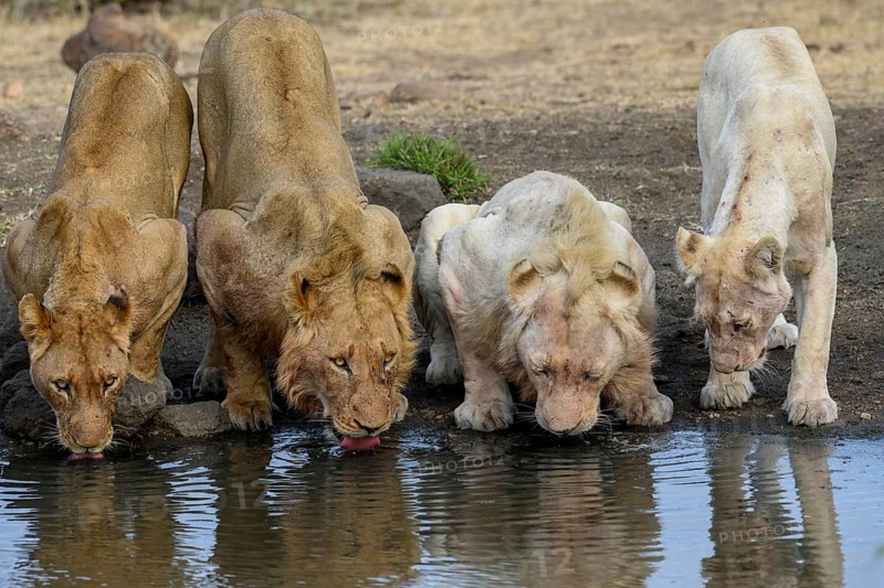 Lions