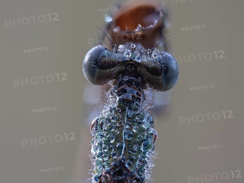 Emerald damselfly