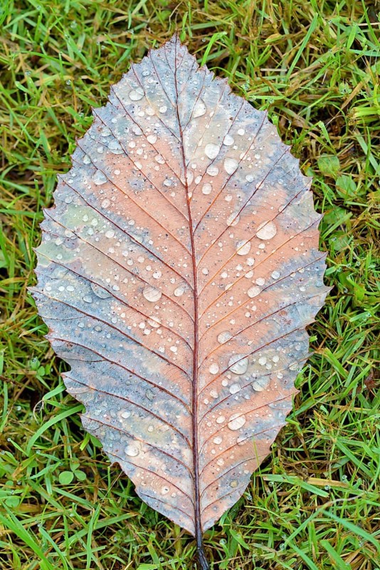 Pontine oak