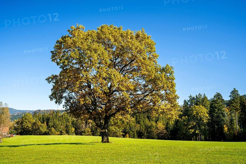A free-standing oak in a meadow in autumn. Forest in the background. Maierhoefen in Allgaeu
