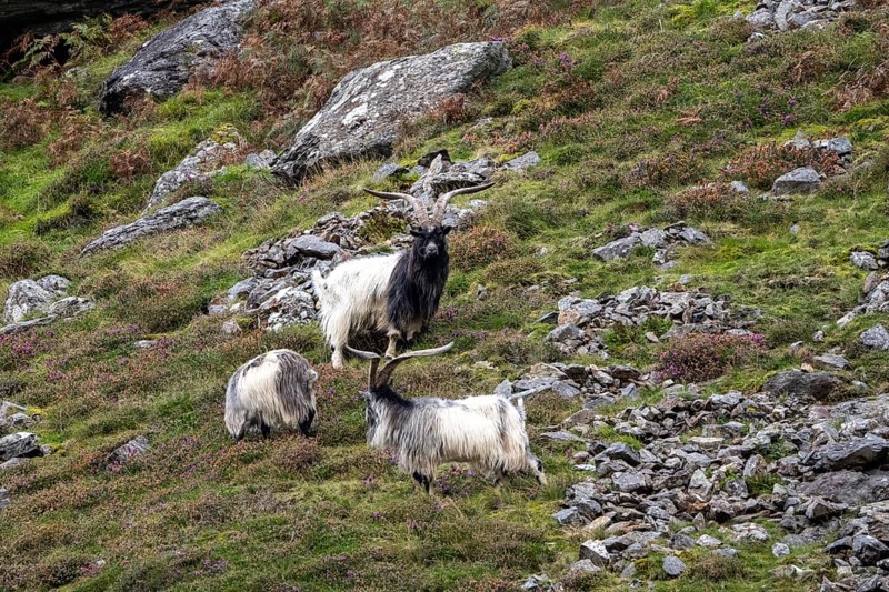 Mountain goats