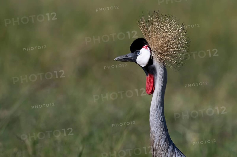 Black crowned crane