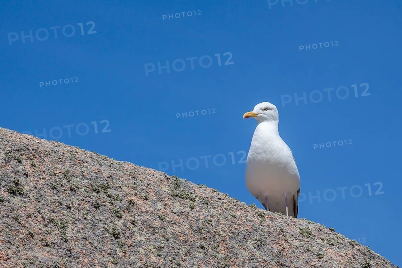 European herring gull
