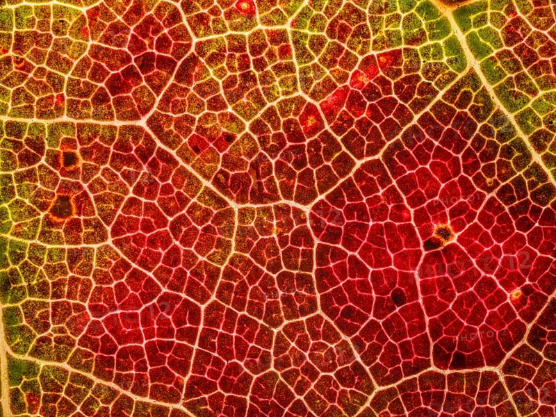 Autumn coloured leaf of a maple