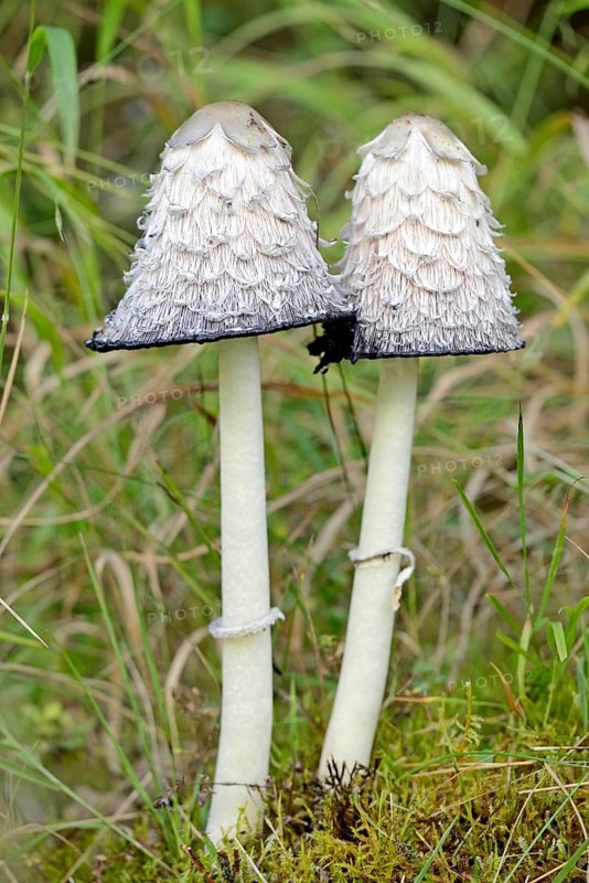 Shaggy ink cap