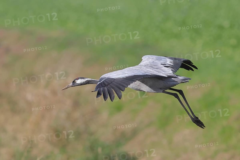 Crane