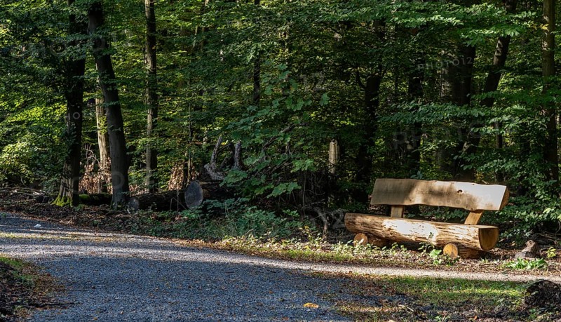 Decorative natural wood bench in Tegeler Forst