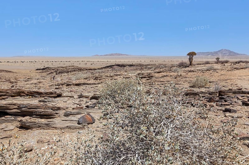 Desert-like landscape with quiver tree