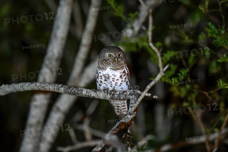 Cape Pygmy Owl