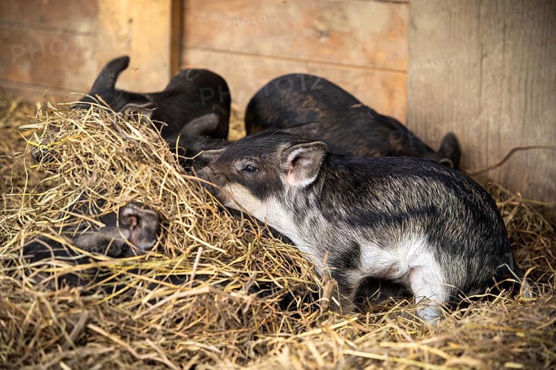 Several small woolly piglets